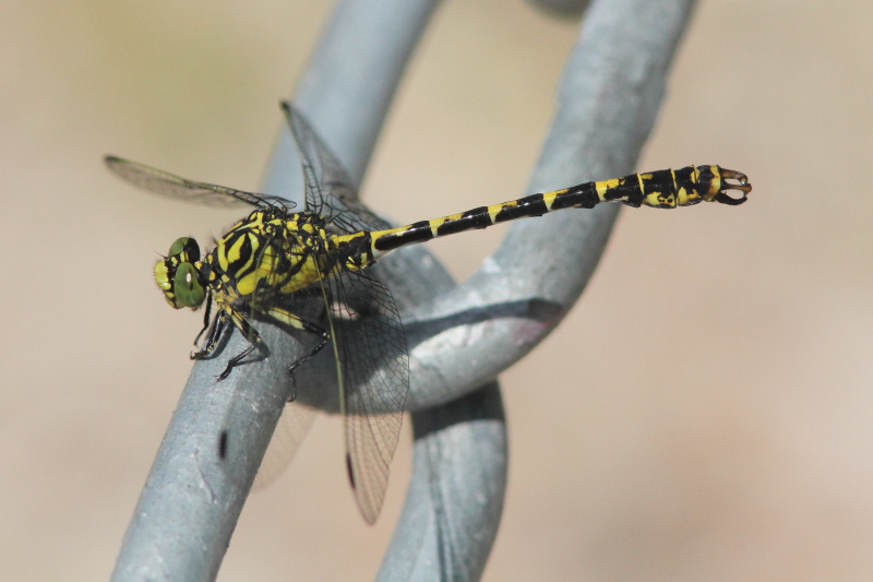 IMG_1198 Onychogomphus forcipatus.JPG